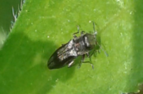 Buprestidae : Agrilus da ID